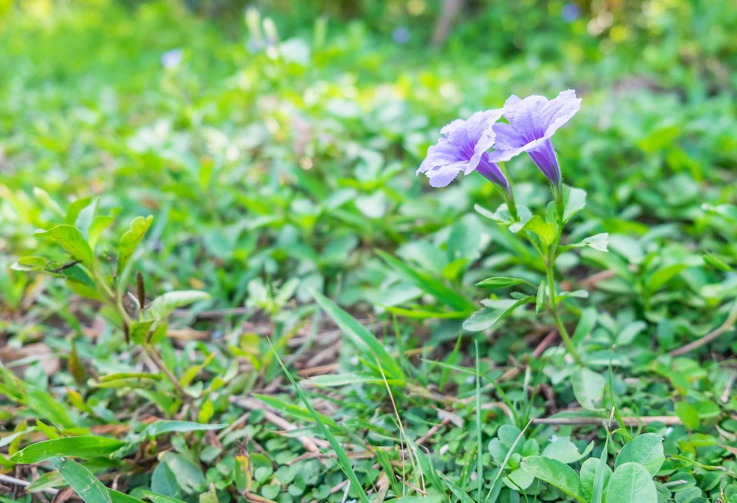 lila blommor utanför foto