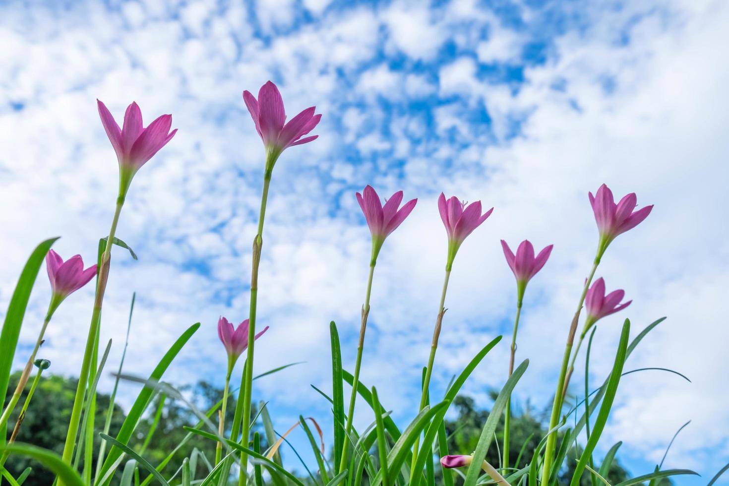 rosa blommor på himlen foto