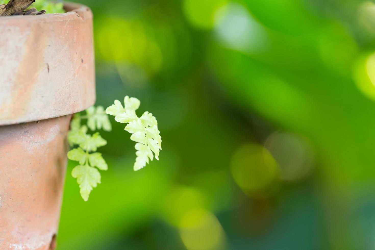 ormbunkeblomkruka foto