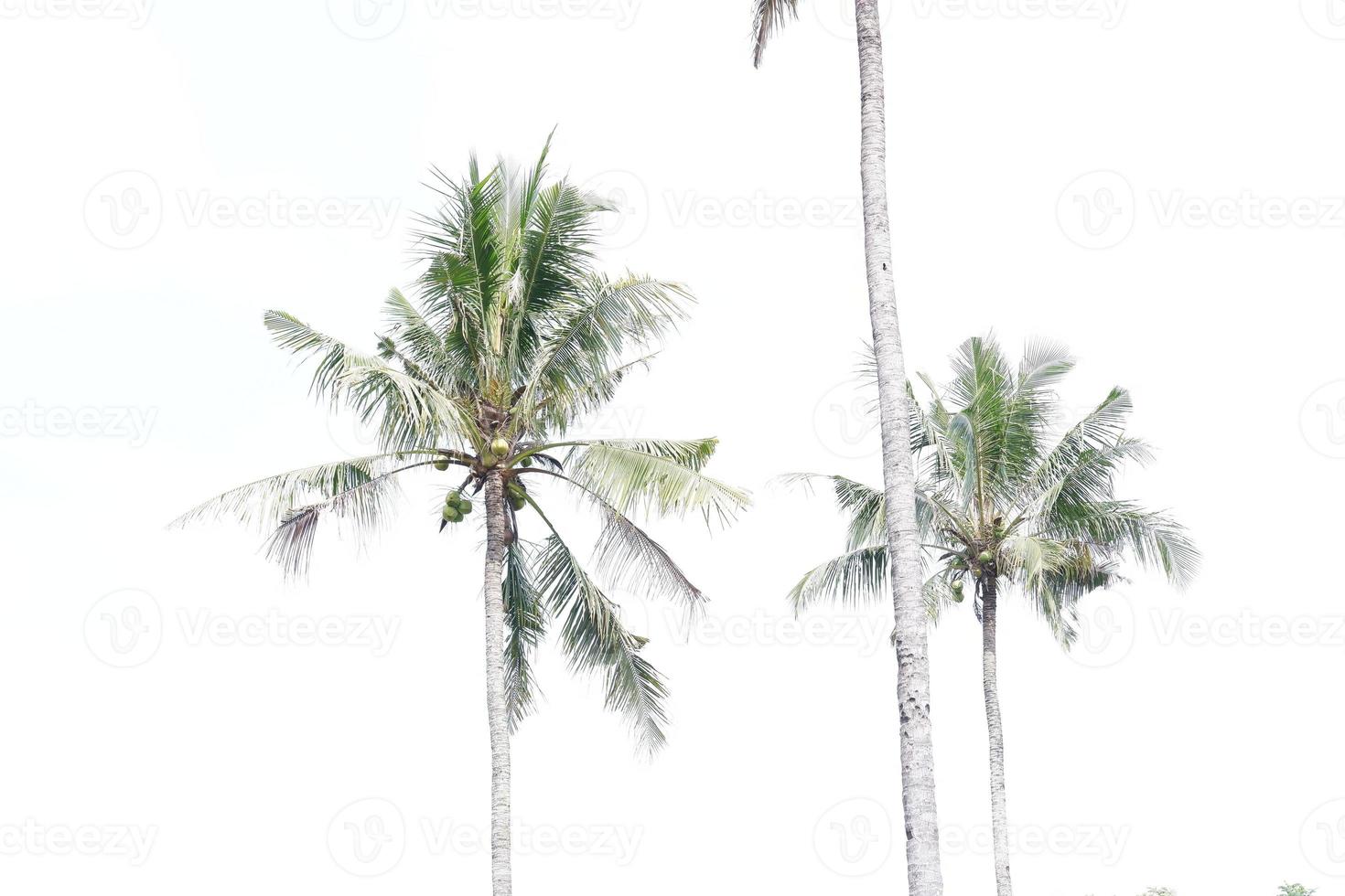 panorama- himmel med kokos träd foto