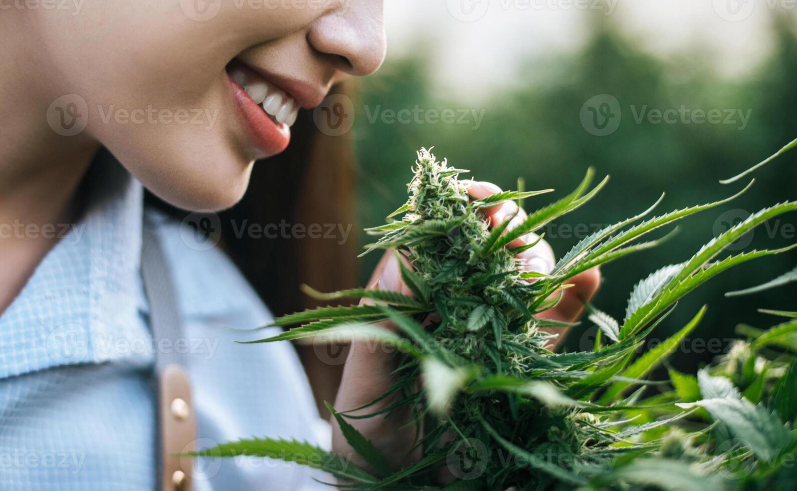 porträtt av asiatisk kvinna marijuana forskare kontroll marijuana cannabis plantage i cannabis odla, företag jordbruks cannabis. cannabis företag och alternativ medicin begrepp. foto