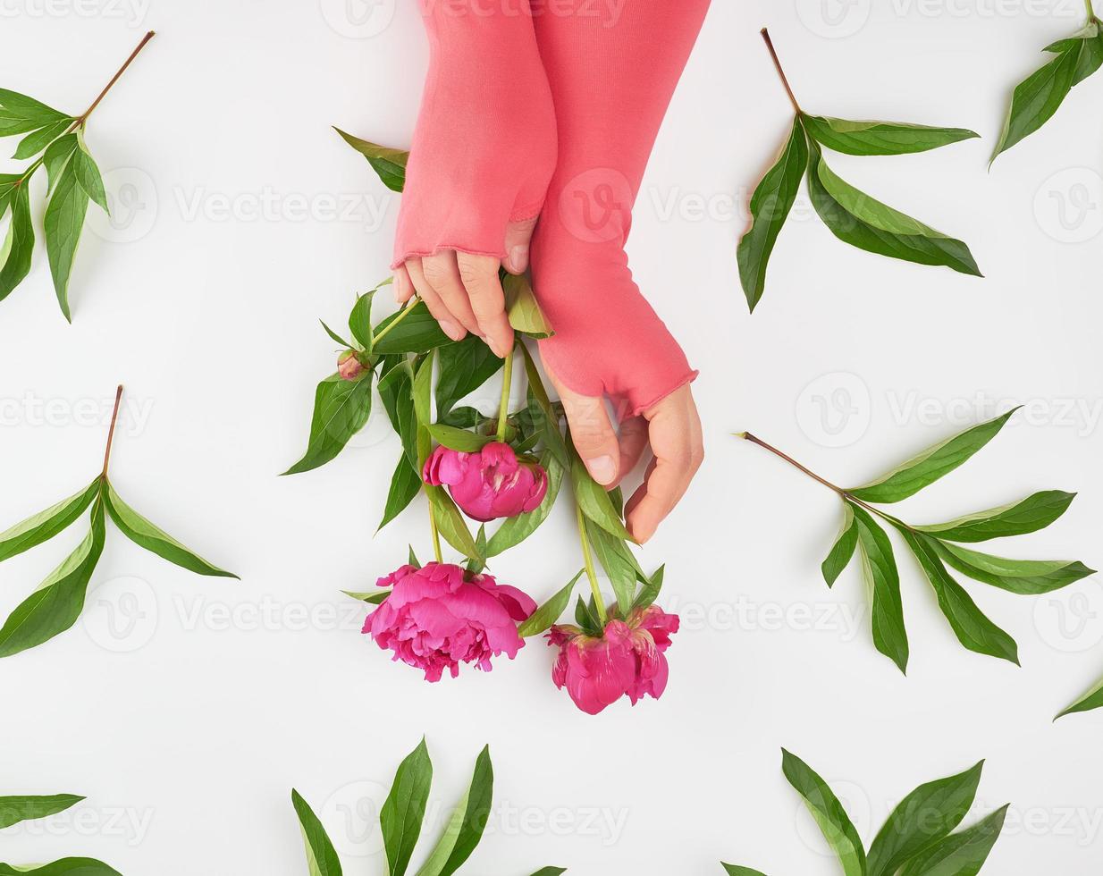 kvinna händer och vinröd blomning pioner foto