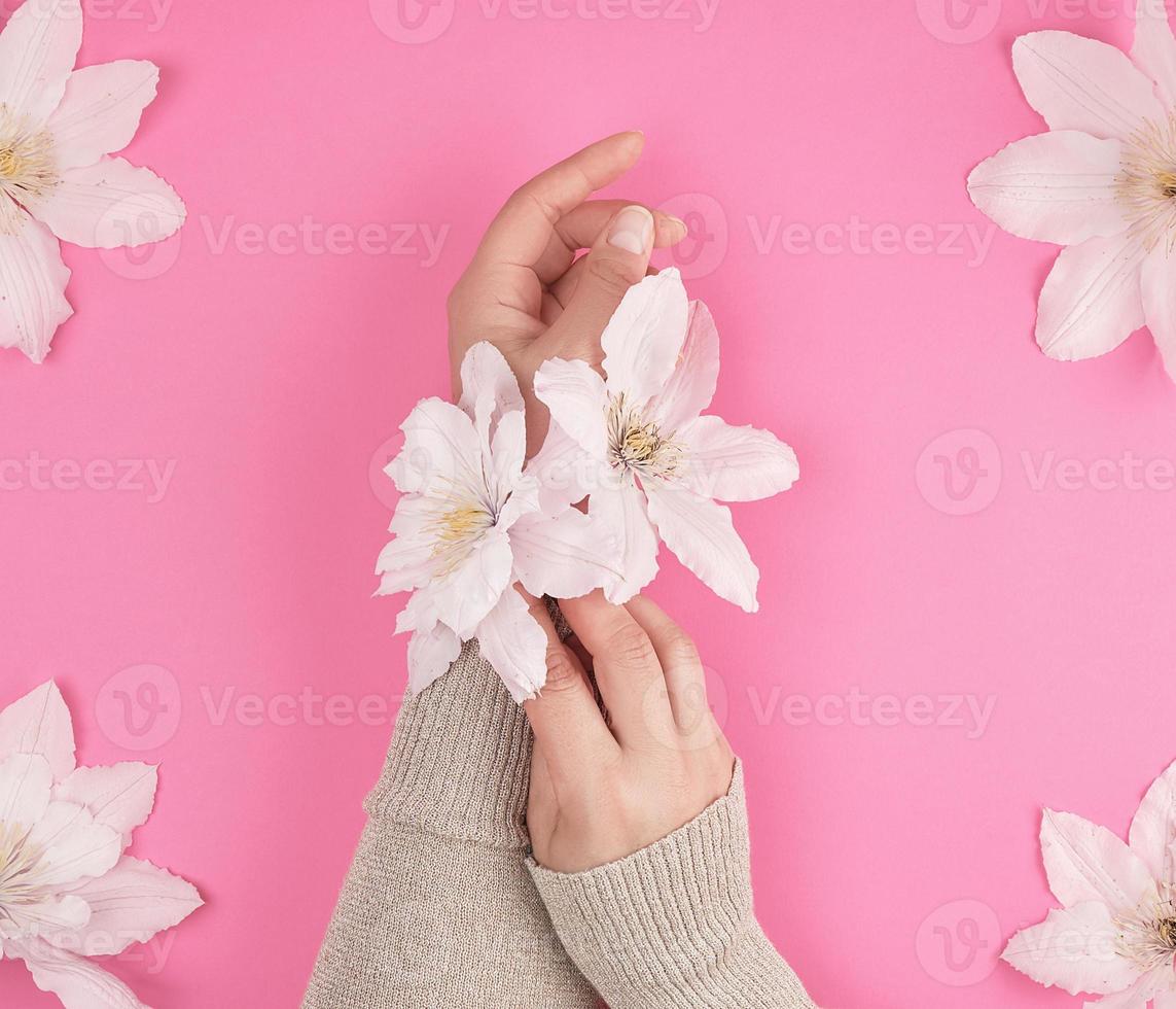 kvinna händer och blomning vit clematis knoppar foto
