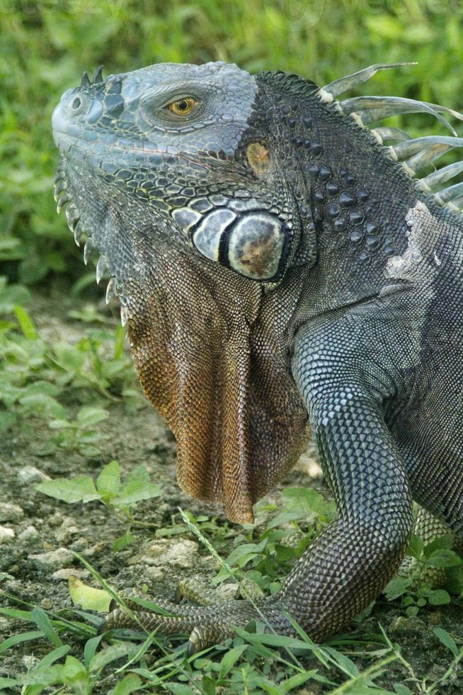 leguan är en släkte av ödla den där liv i de tropikerna. anolis carolinensis eller grön anole är en arter av trädboning anole ödla, makro ödla, makro leguan, natur foto