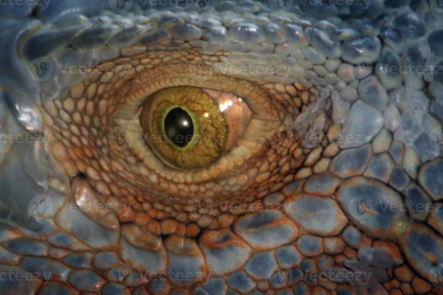 leguan är en släkte av ödla den där liv i de tropikerna. anolis carolinensis eller grön anole är en arter av trädboning anole ödla, makro ödla, makro leguan, natur foto