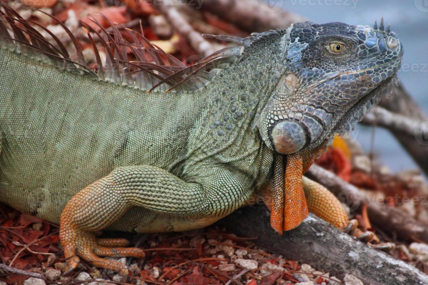 leguan är en släkte av ödla den där liv i de tropikerna. anolis carolinensis eller grön anole är en arter av trädboning anole ödla, makro ödla, makro leguan, natur foto