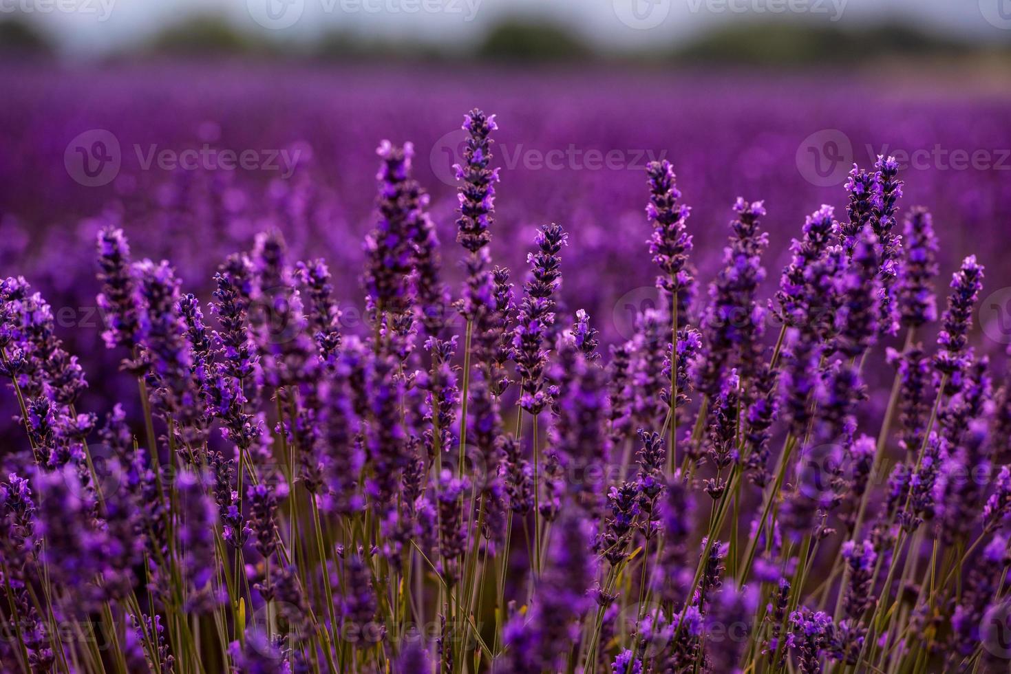 närbild buskar av lavendel lila aromatiska blommor foto