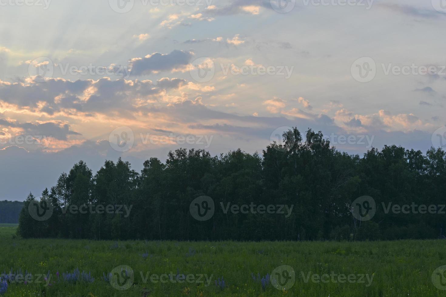 kvällslandskap av grön skog och mångfärgade moln. vacker solnedgång med blå-rosa moln. foto