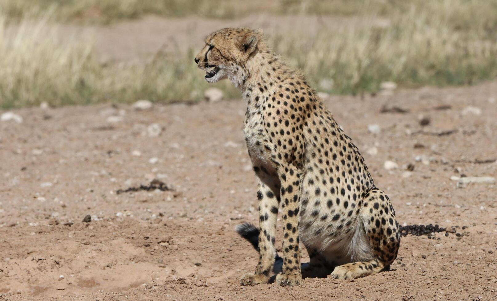 gepard acinonyx jubatus löpning, gepard, acinonyx jubatus, 18 månader gammal, Sammanträde foto