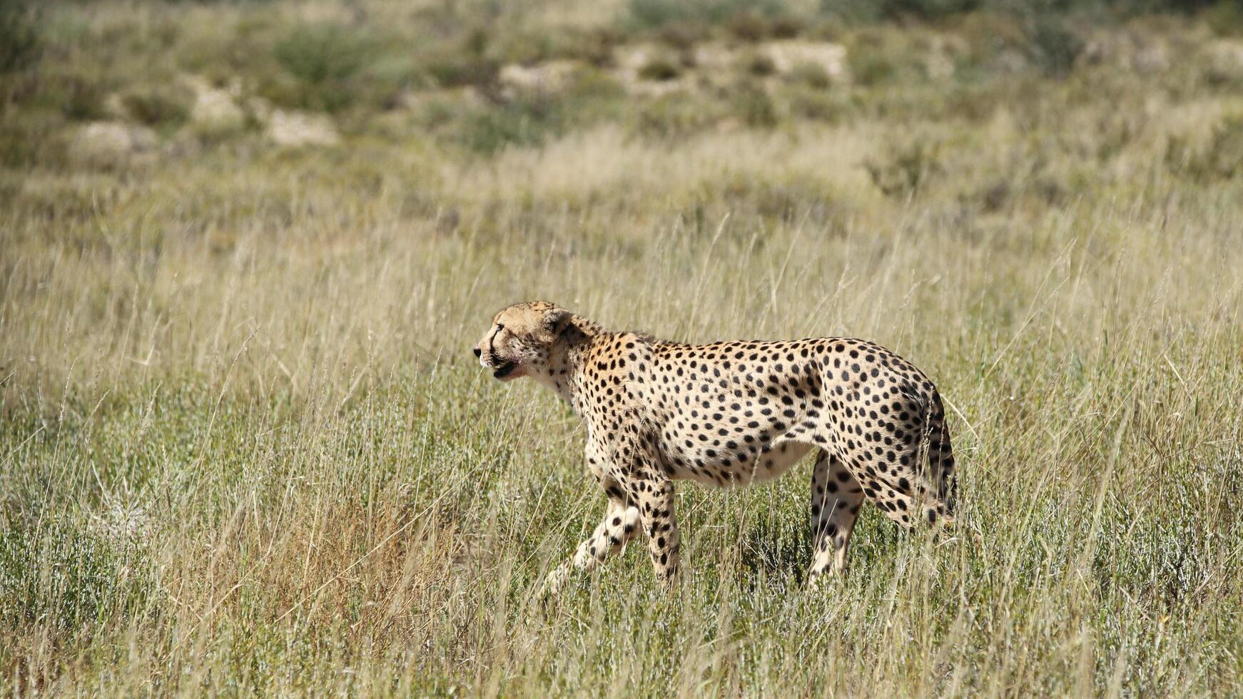 gepard acinonyx jubatus, närbild skott av en gepard acinonyx jubatus mot en suddig bakgrund foto