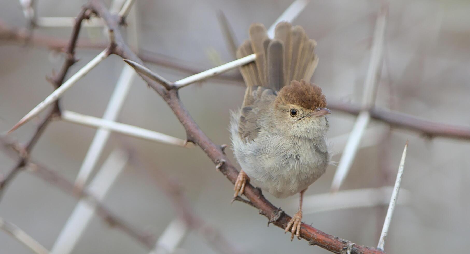 olivbakad piplärka anthus hodgsoni skön fåglar, orientalisk piplärka fågel på jordbruksmark. foto