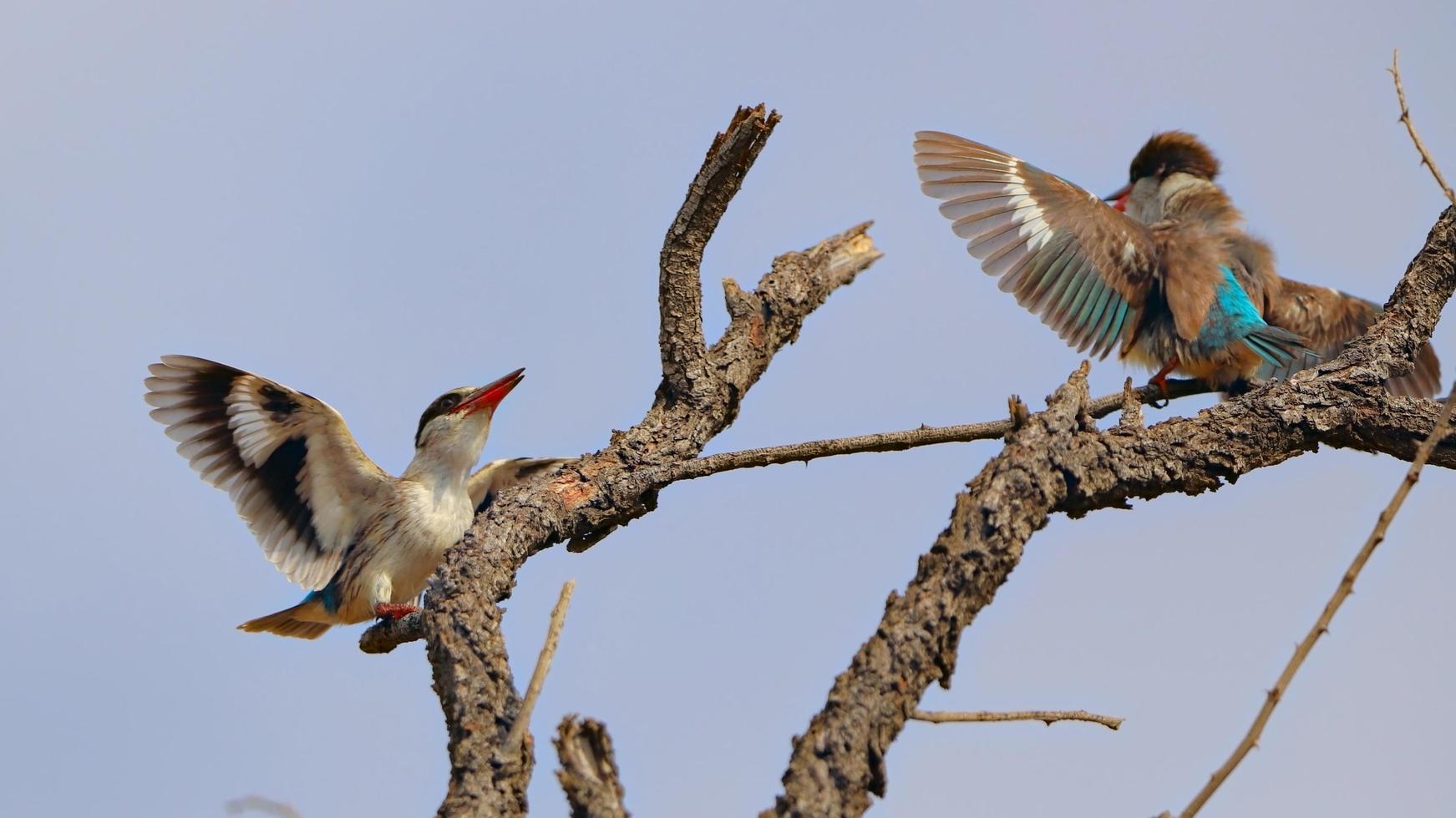 olivbakad piplärka anthus hodgsoni skön fåglar, orientalisk piplärka fågel på jordbruksmark. foto