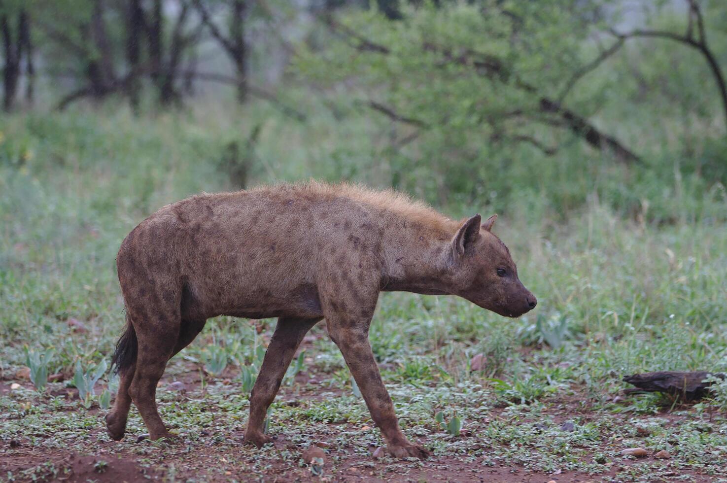 fick syn på hyena i de masai mara nationell parkera, skön solnedgång eller soluppgång i amboseli foto