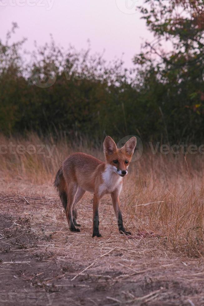 nyfiken röd päls- babyfox i de trän foto