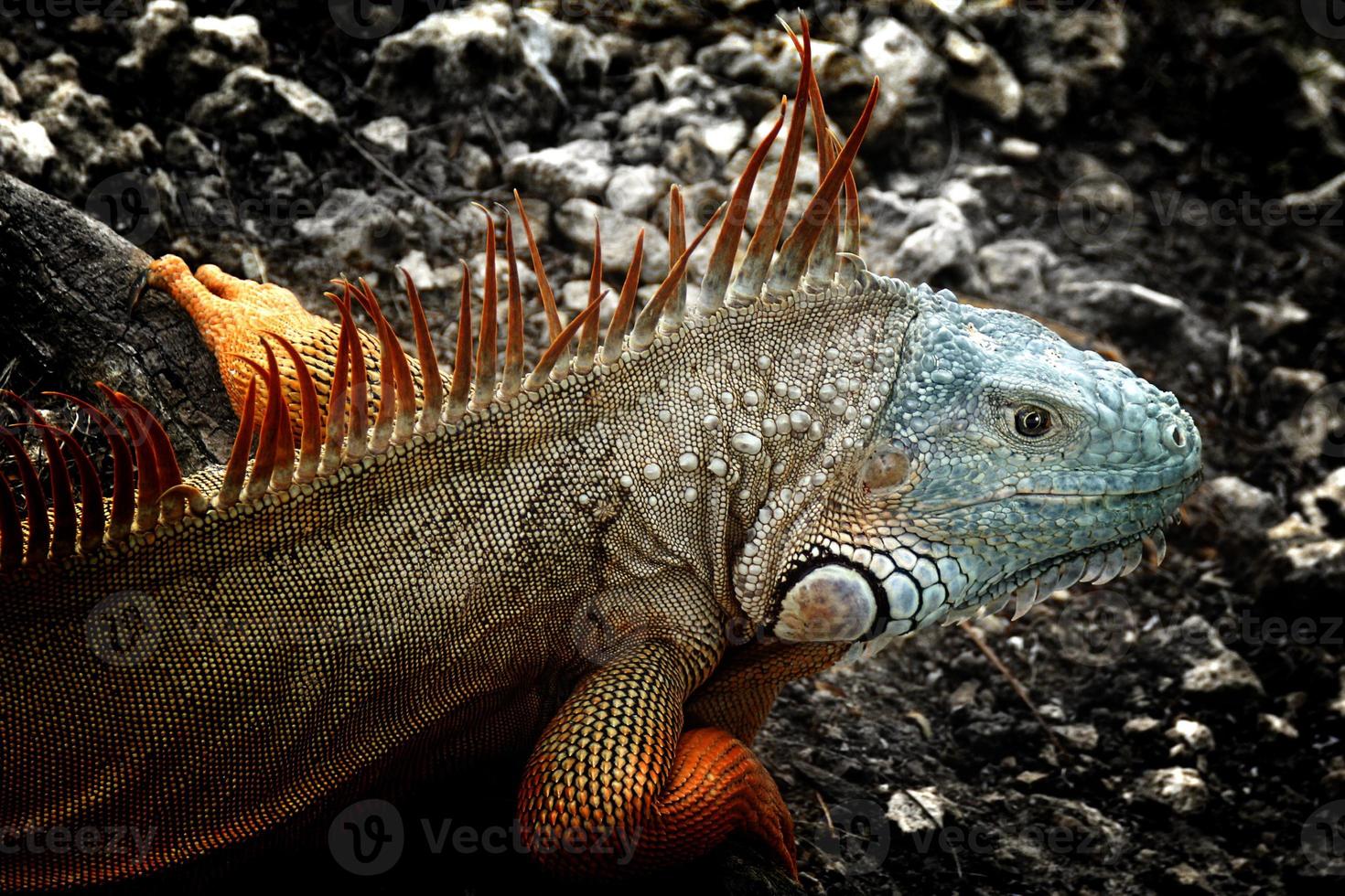 leguan är en släkte av ödla den där liv i de tropikerna. anolis carolinensis eller grön anole är en arter av trädboning anole ödla, makro ödla, makro leguan, natur foto