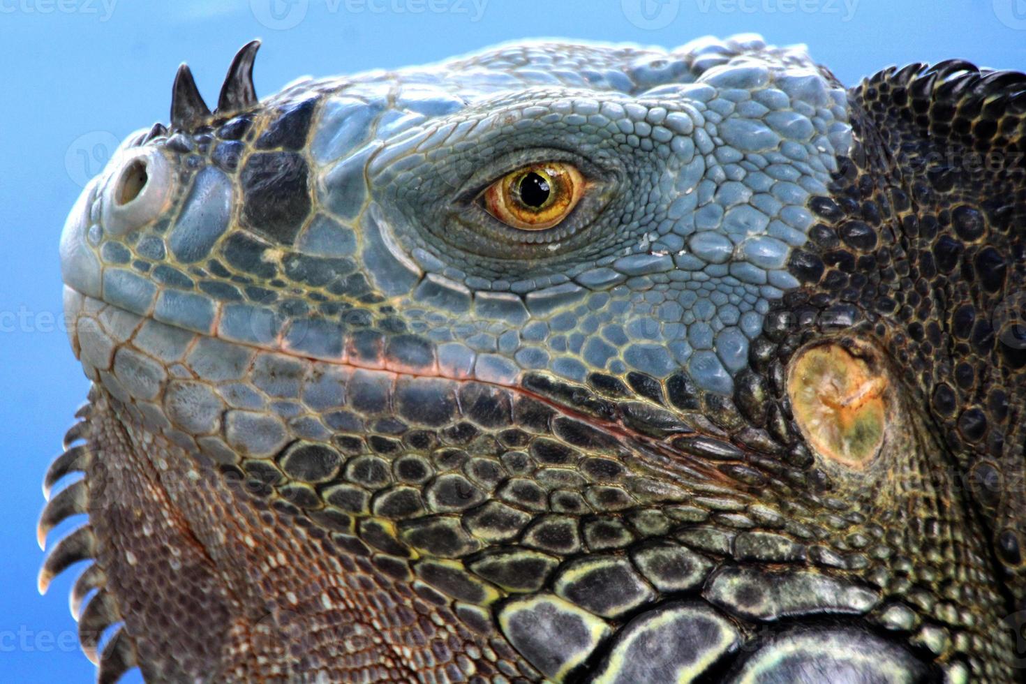 leguan är en släkte av ödla den där liv i de tropikerna. anolis carolinensis eller grön anole är en arter av trädboning anole ödla, makro ödla, makro leguan, natur foto