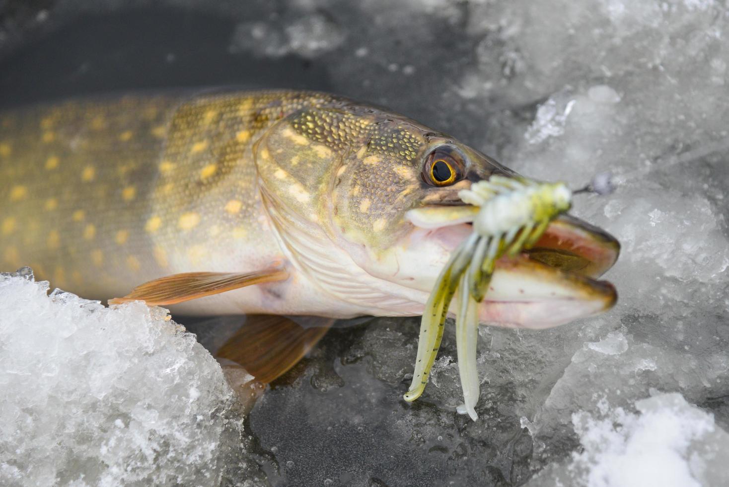 gädda fisk fångad på ett mjukt bete på is foto