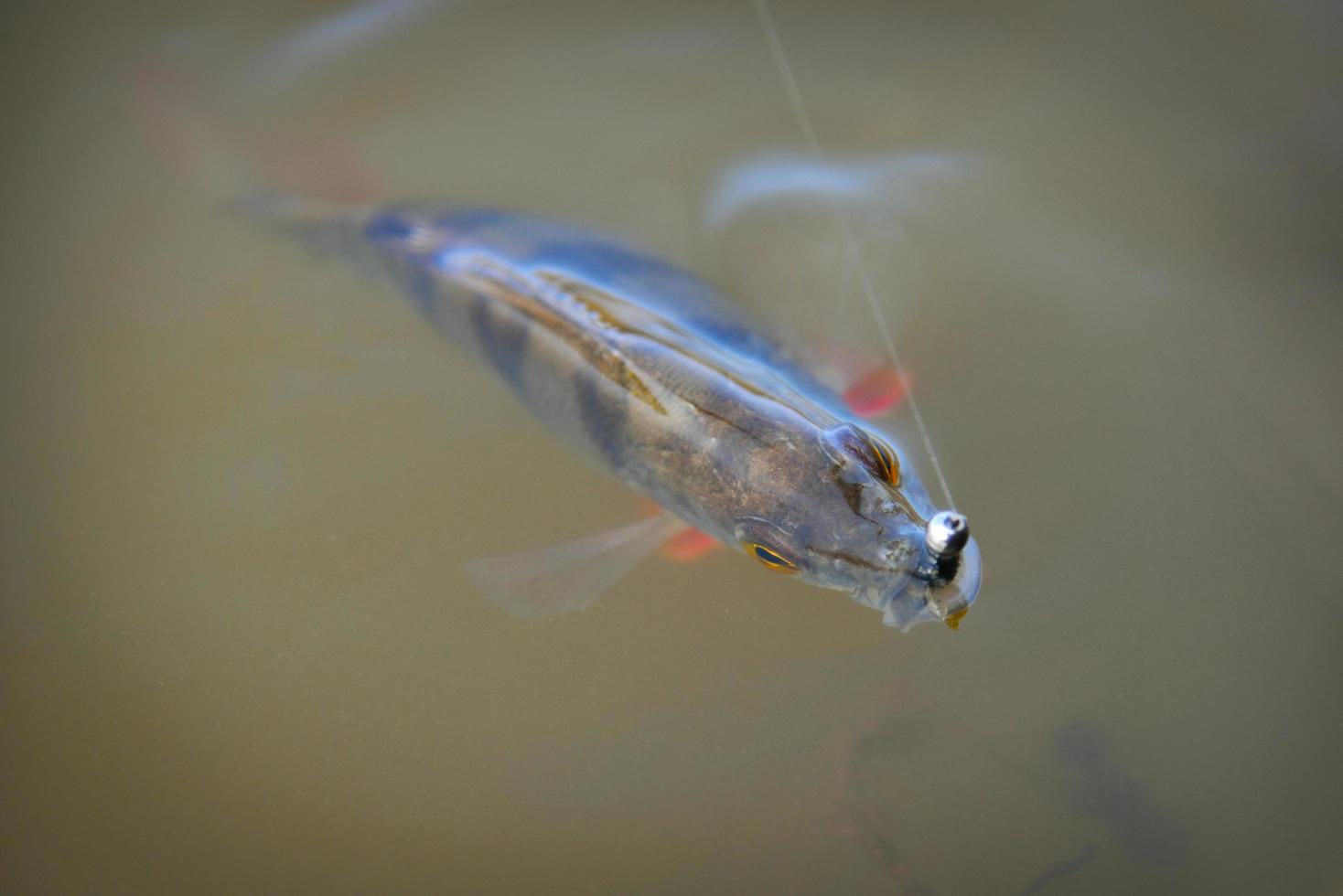 abborre fångad under fiske på gummibete i vatten foto