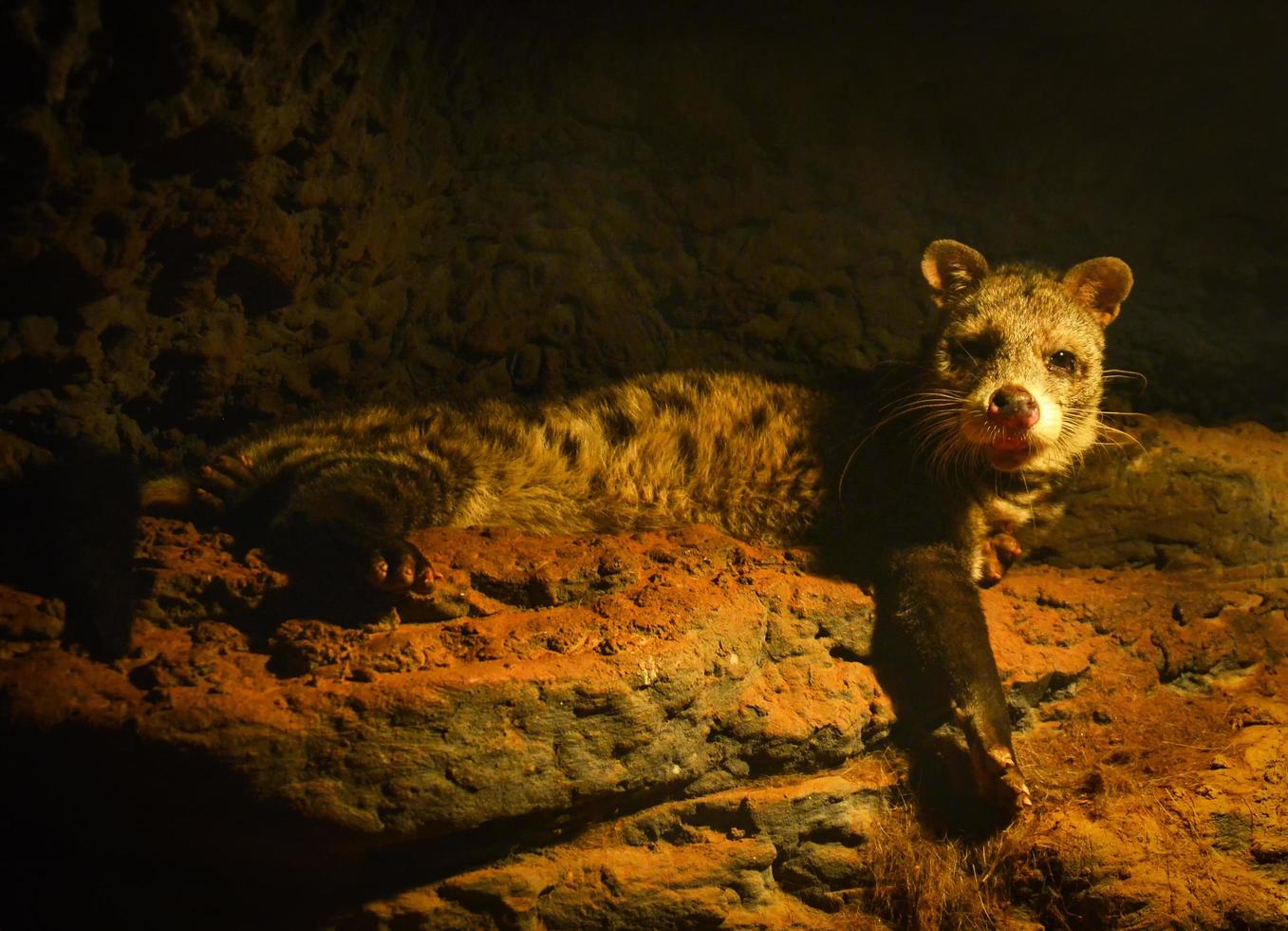 fick syn på sibetkatt liggande på sten i de grotta på natt afrikansk civettictis genet katt foto