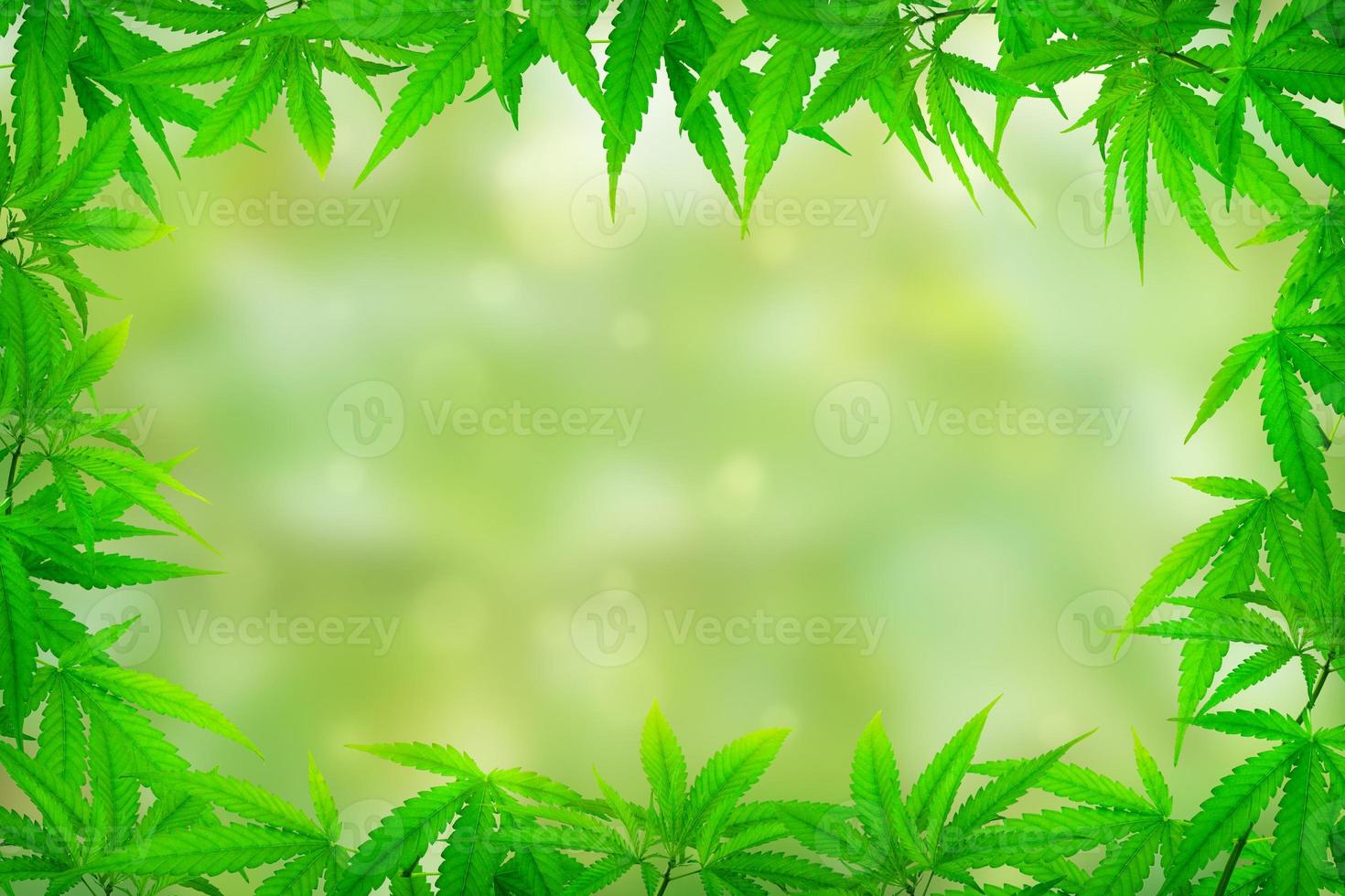 marijuana blad Foto ram örter på en grön bakgrund
