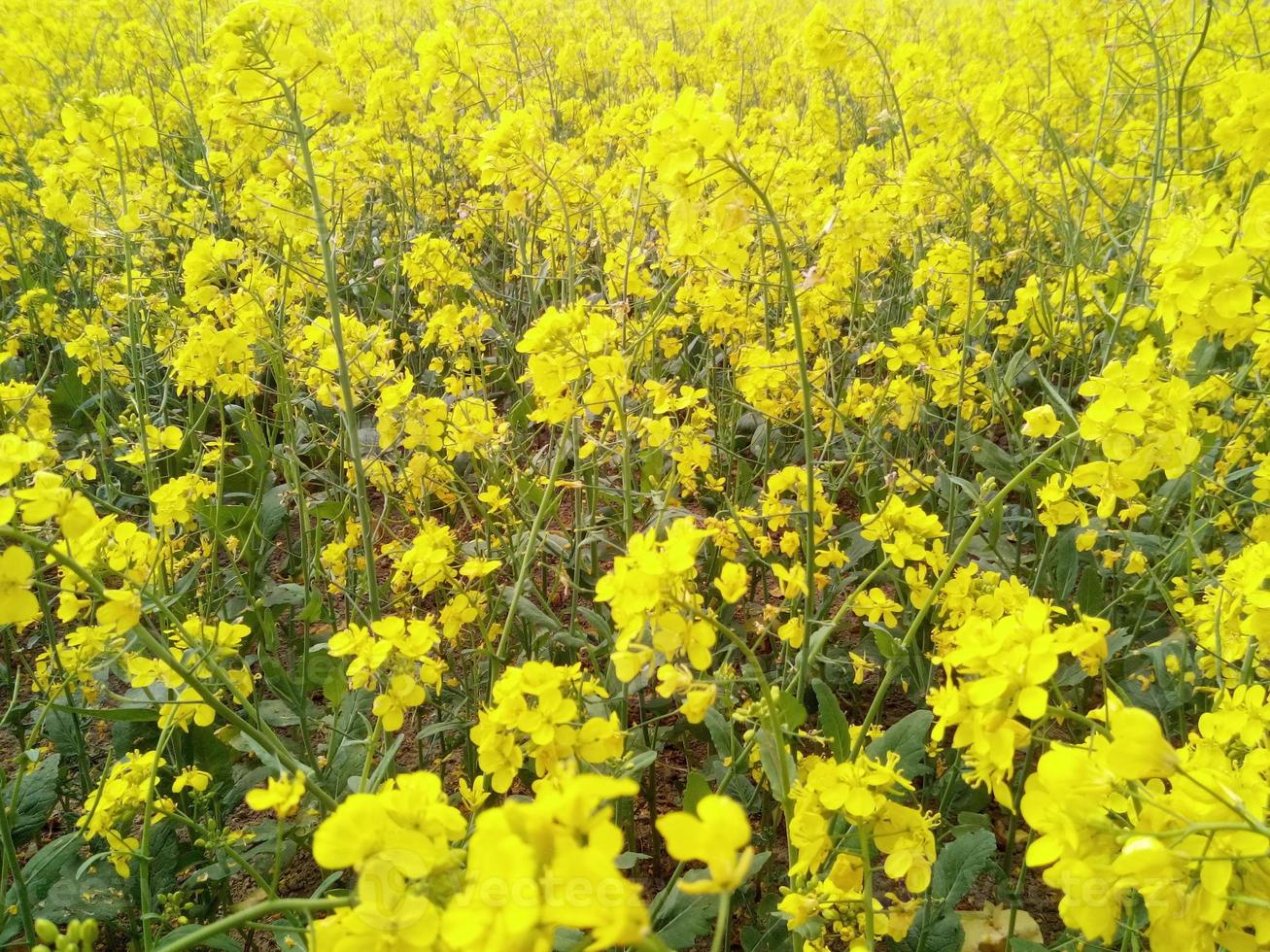 gul rapsfrö fält med ljus gul blommor foto