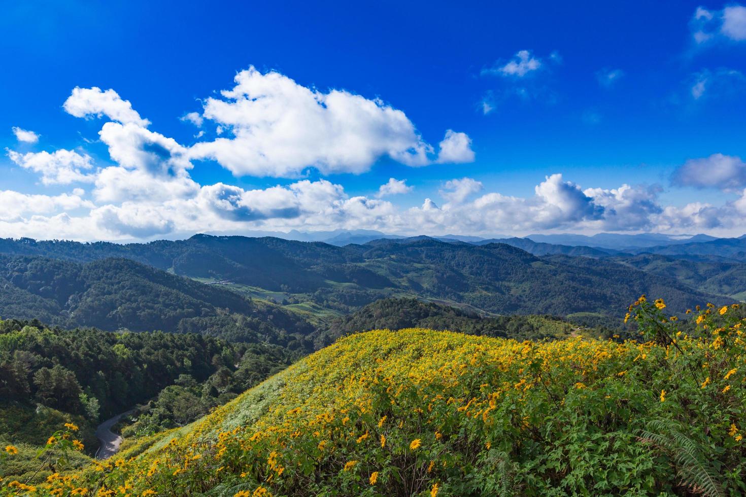 tung bua tong mexikansk solros i maehongson, thailand foto