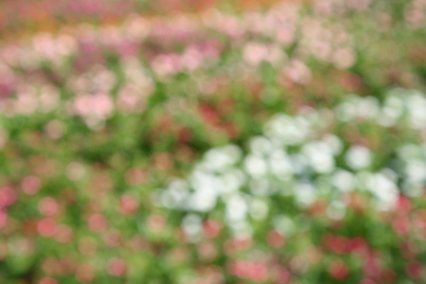 defokuserad blomma bakgrund foto
