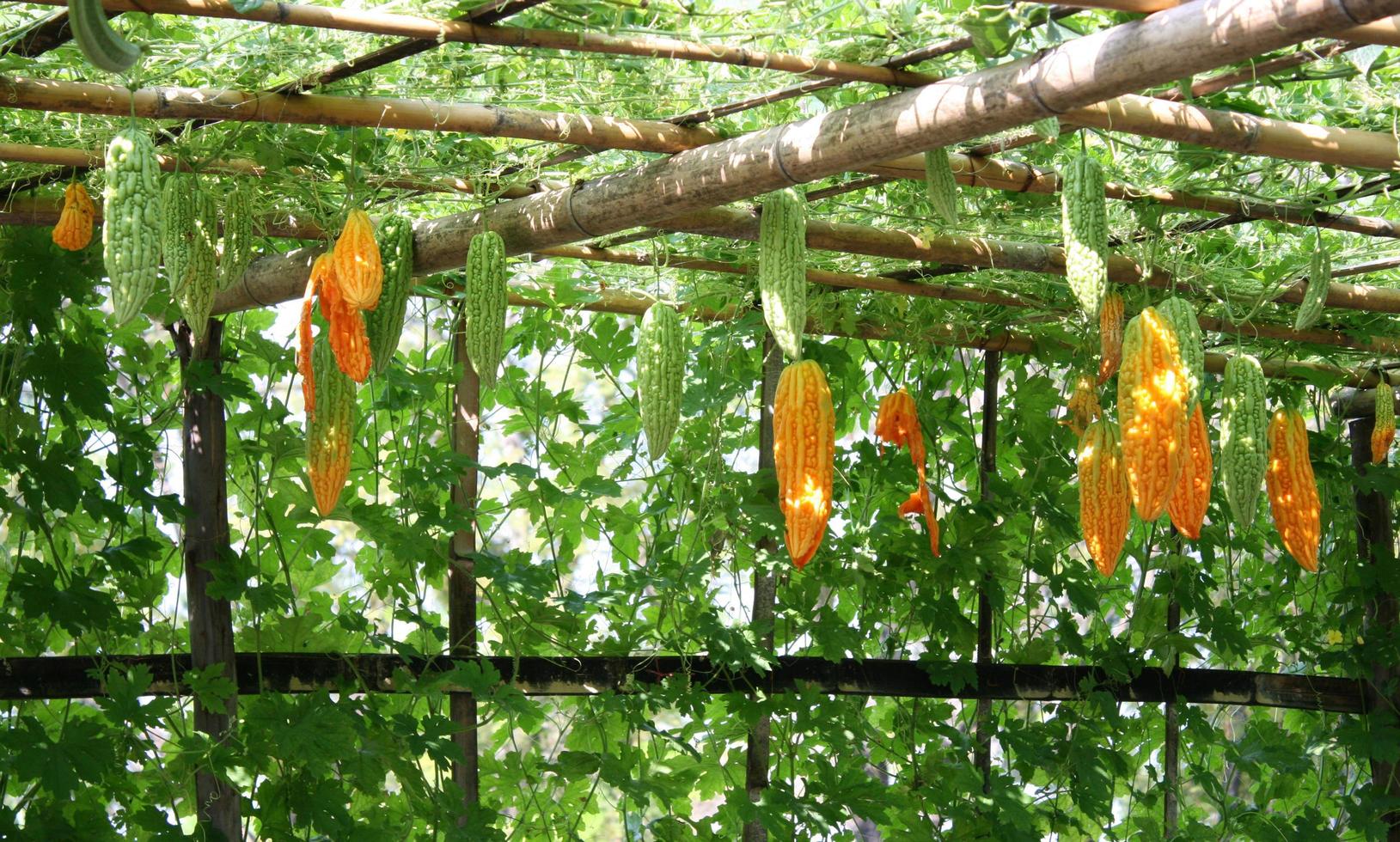 kalebasser som hänger på grönsakstunneln foto