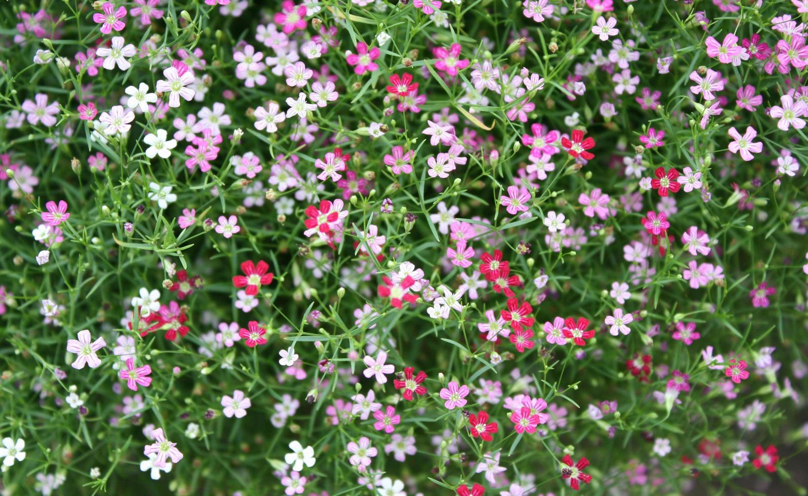 små gypsophila blommor foto