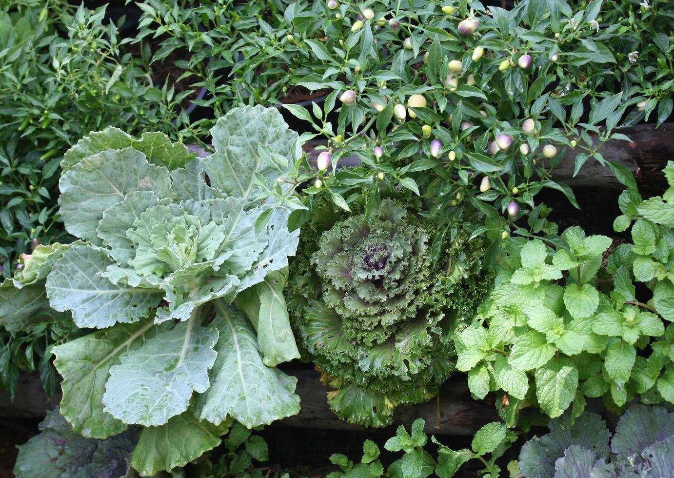 gröna grönsaker i trädgården foto