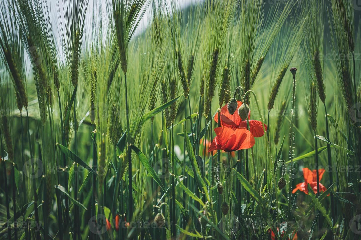 vallmoblommor bland gröna vete spikar foto