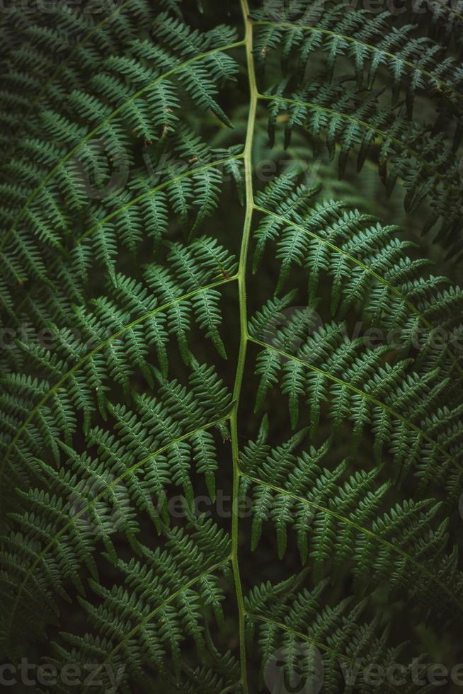 grönt komplext blad av ormbunke foto