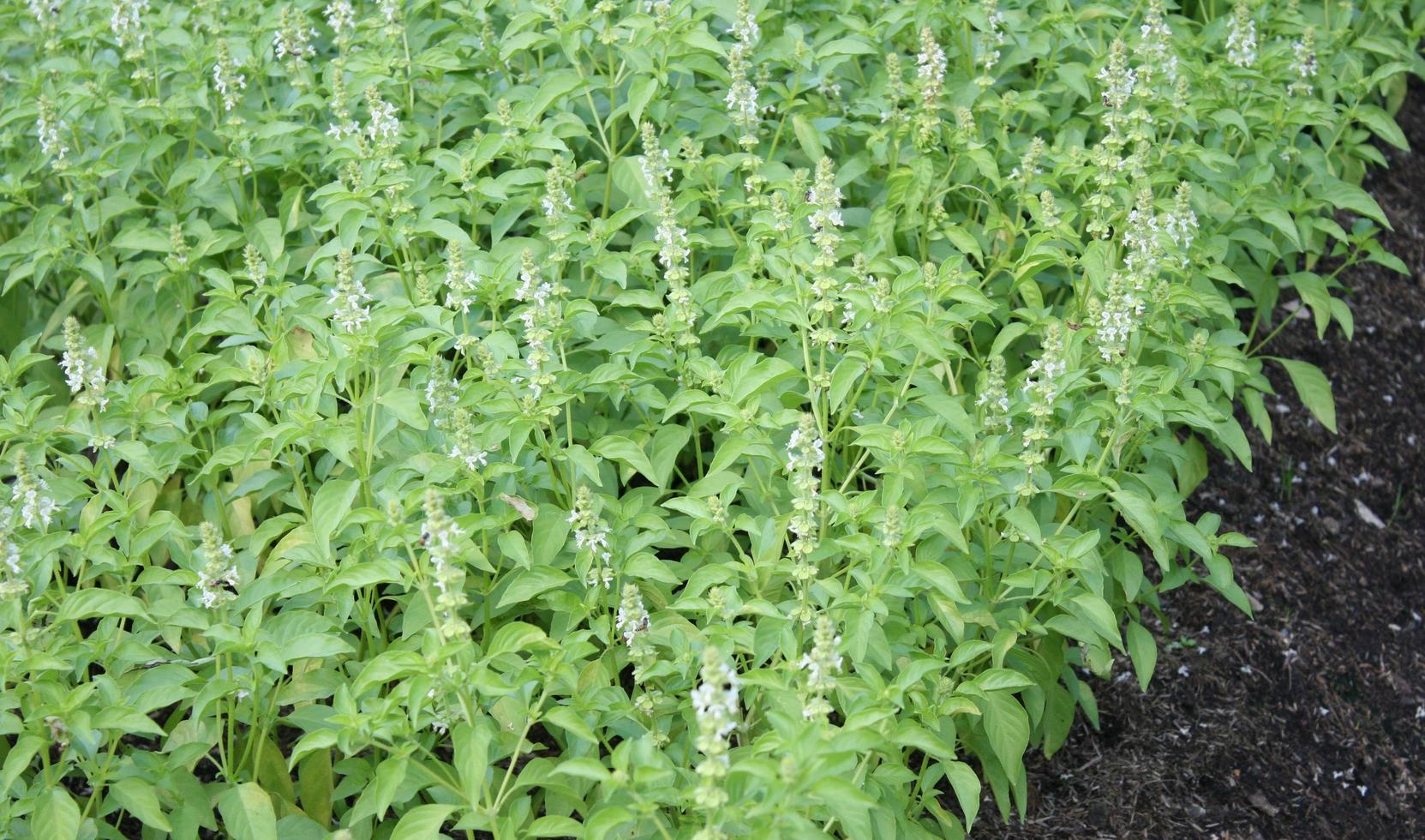 basilika växter i en veggie patch foto