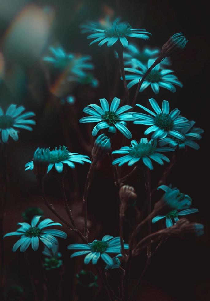 blommor med blå nyans foto