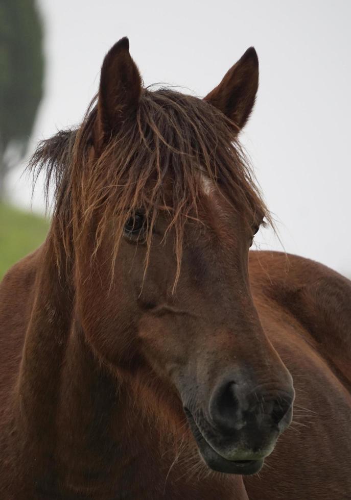 vildbrun häst foto
