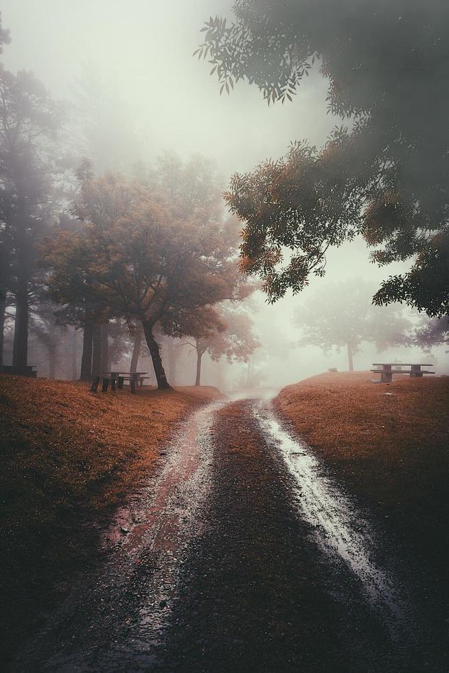 dimmig skog på hösten i bilbao, Spanien foto