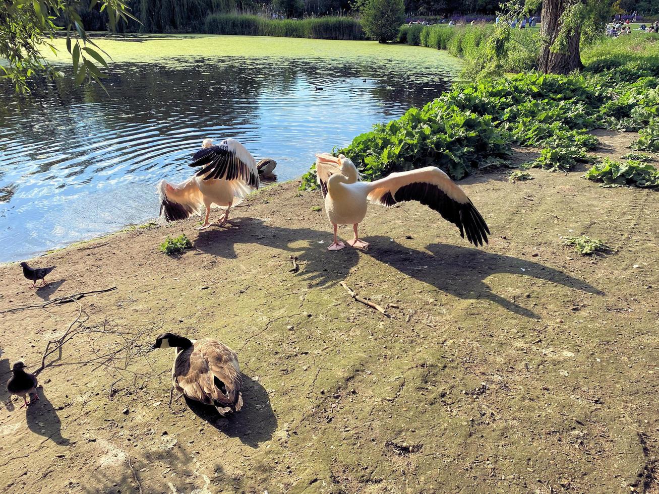 en se av en par av pelikaner i London foto