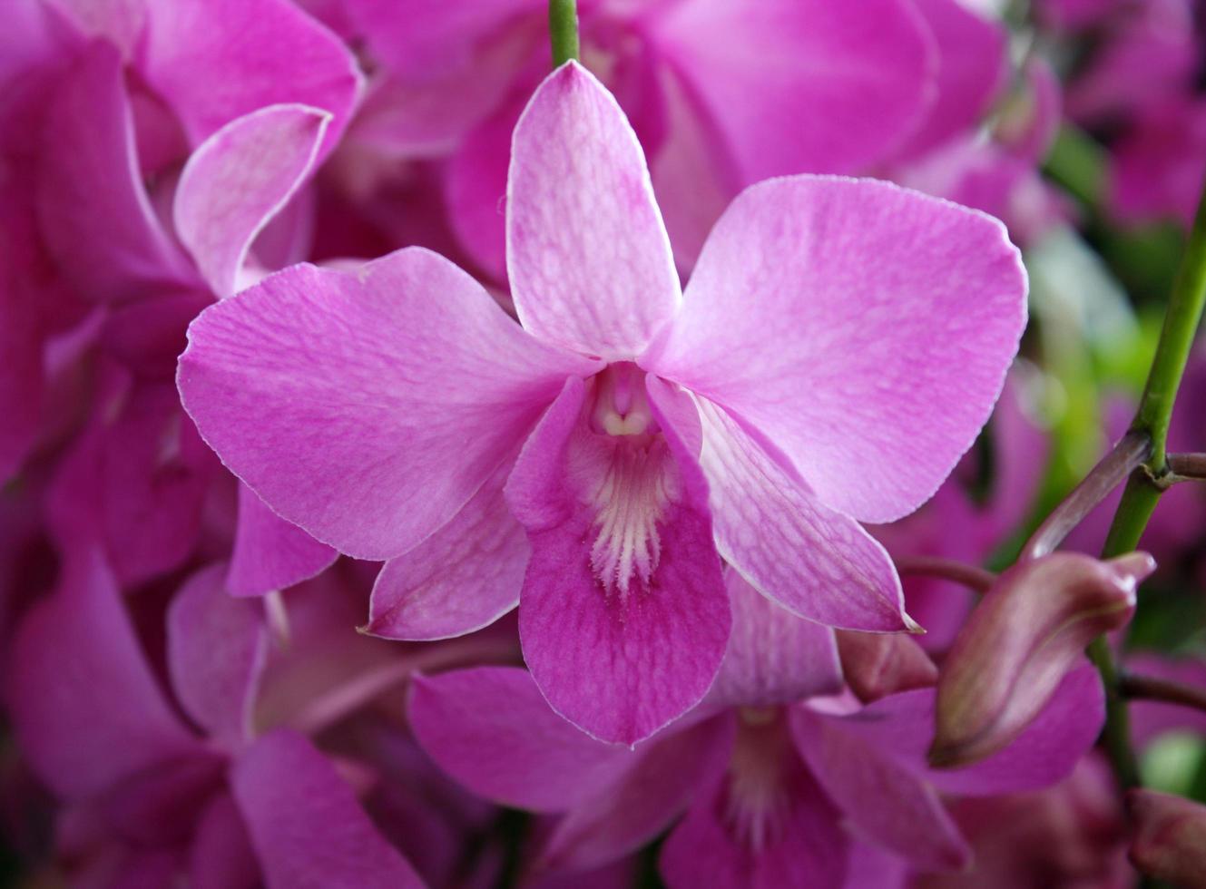 närbild av vackra orkidéblommor foto