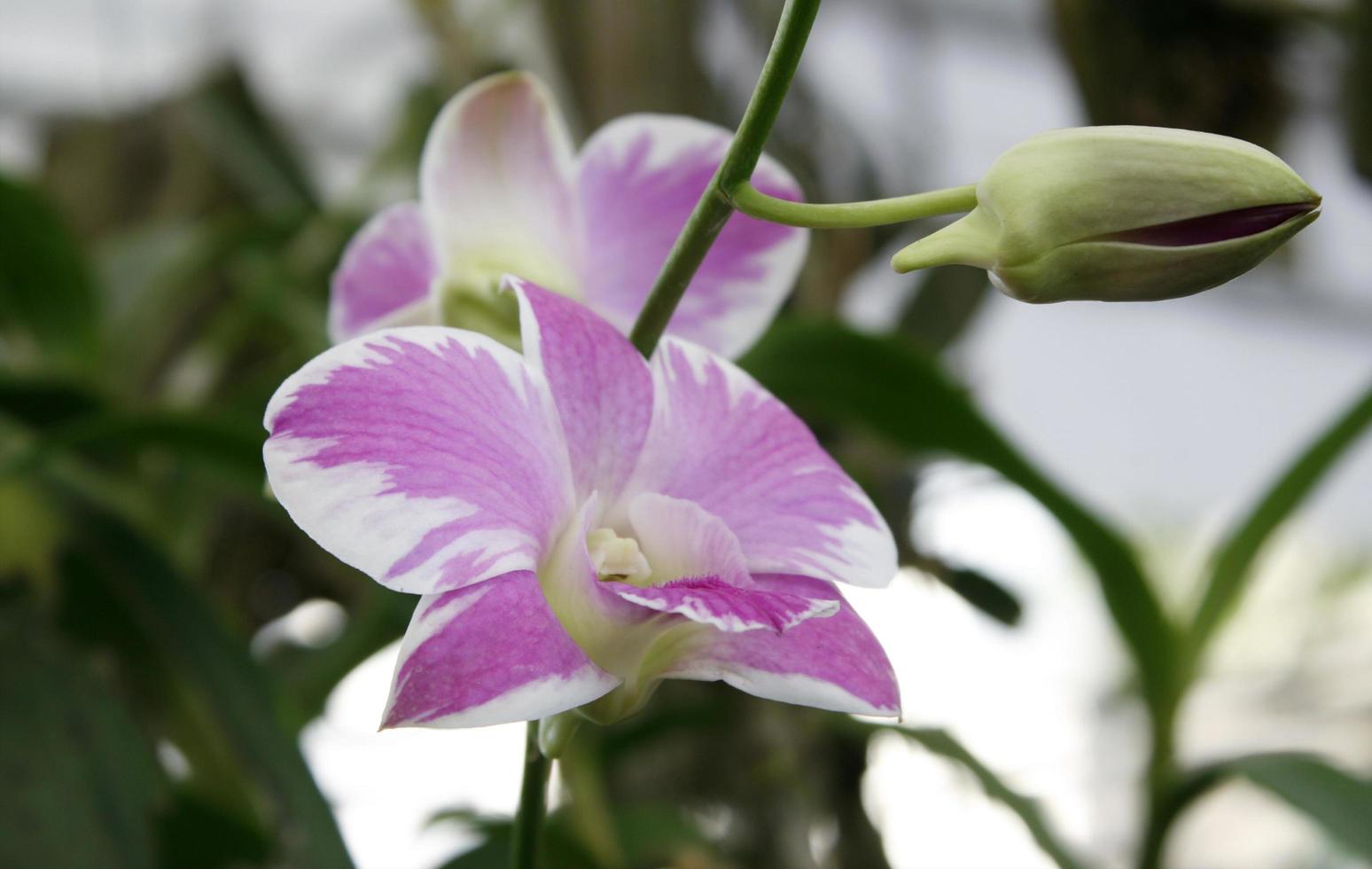 lila och vita orkidéer foto