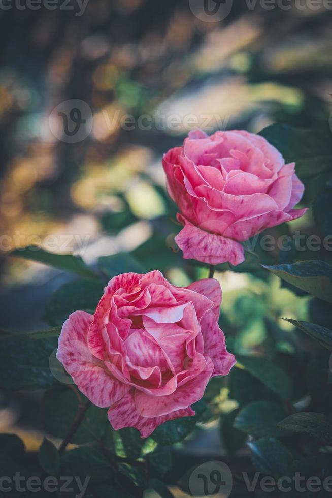 känsliga rosa randiga rosor i blom foto