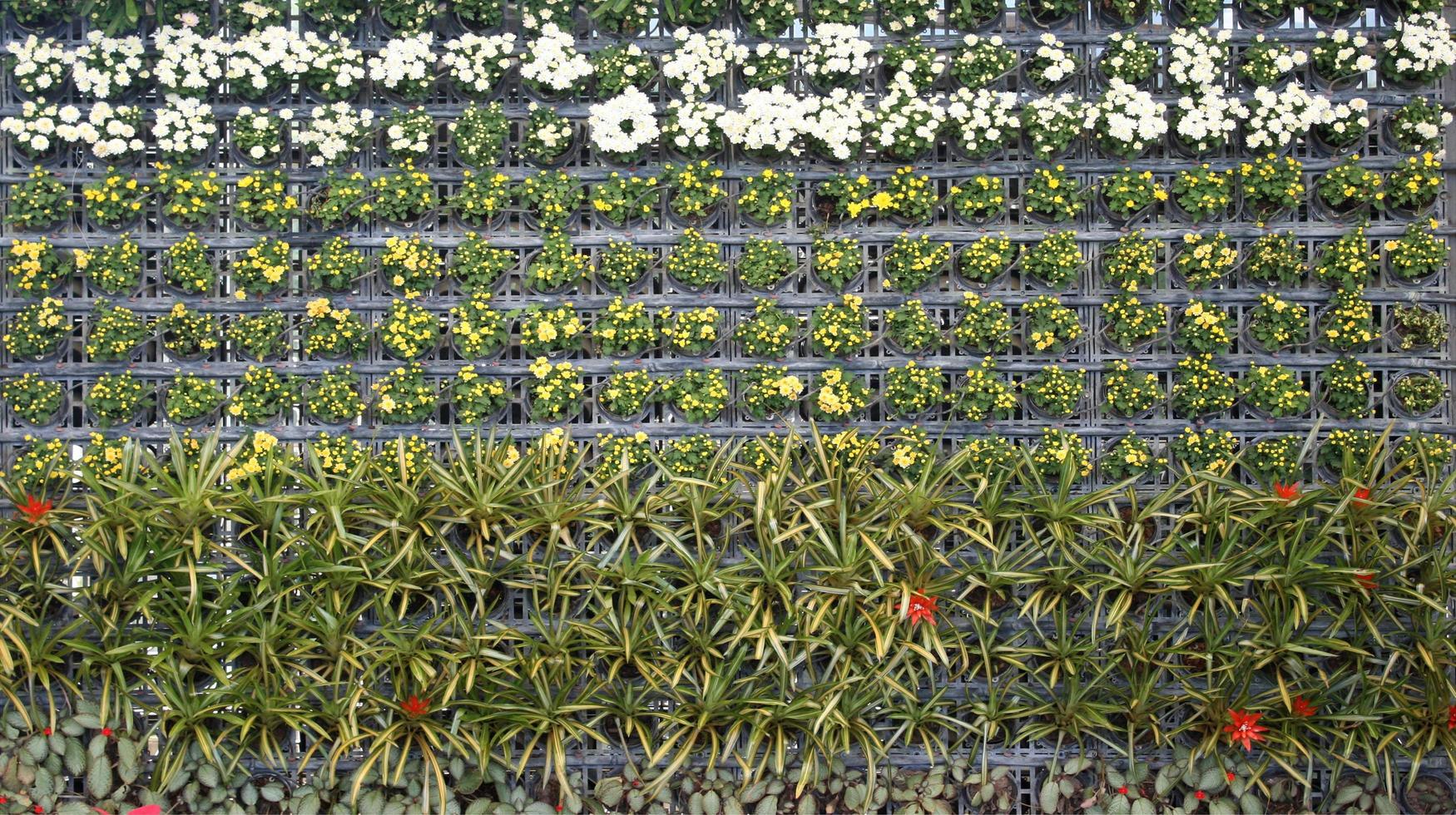 vertikal blomma trädgårdsvägg foto
