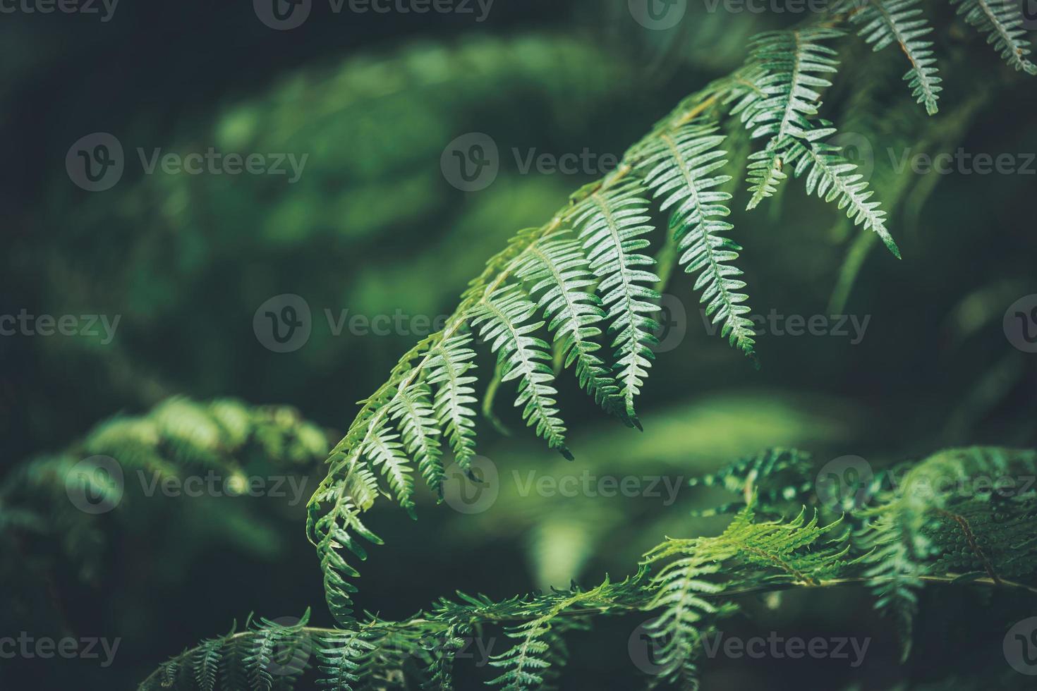 närbild av gröna blad av ormbunke foto