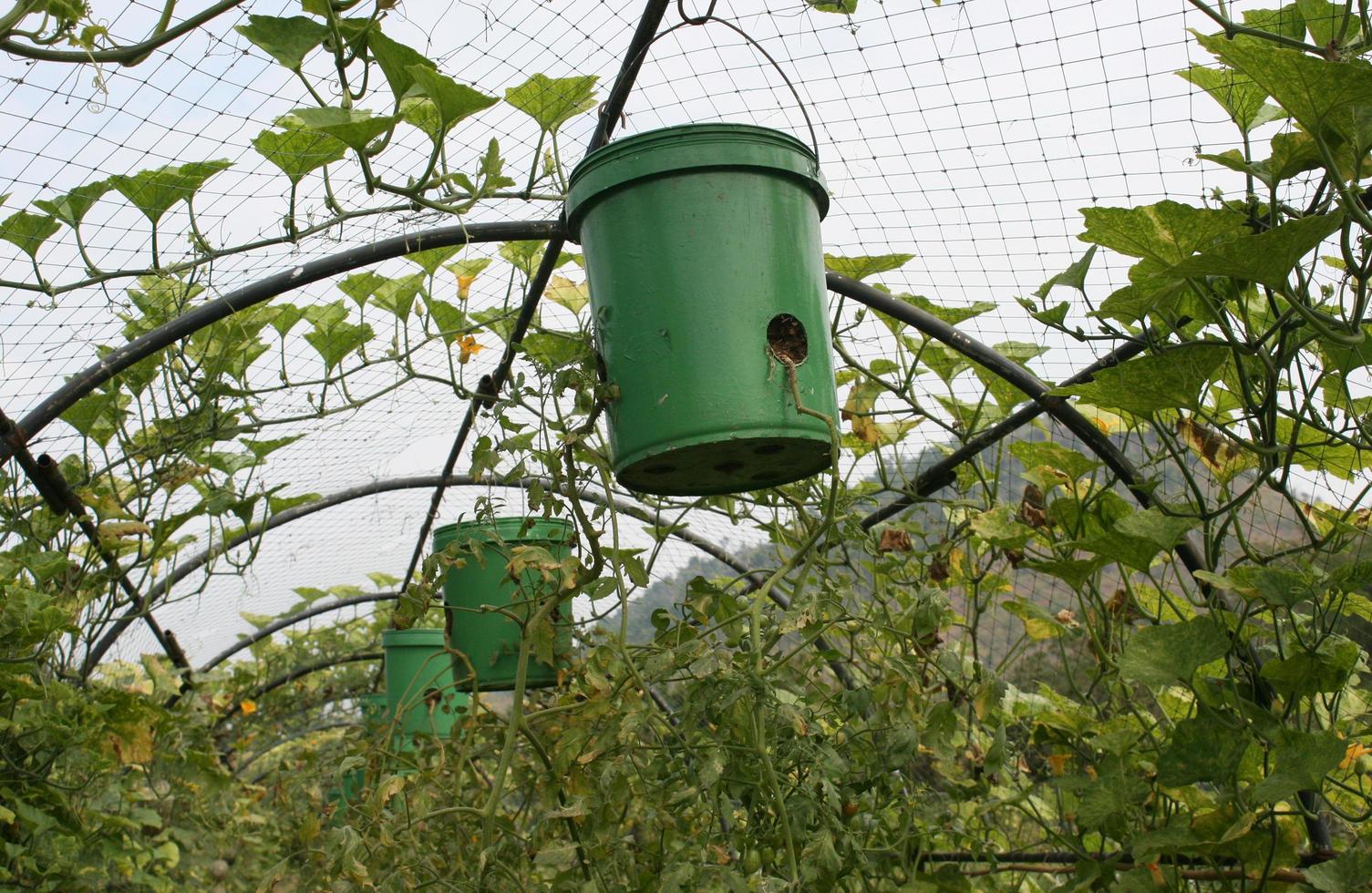 krukor och tomatplantor foto