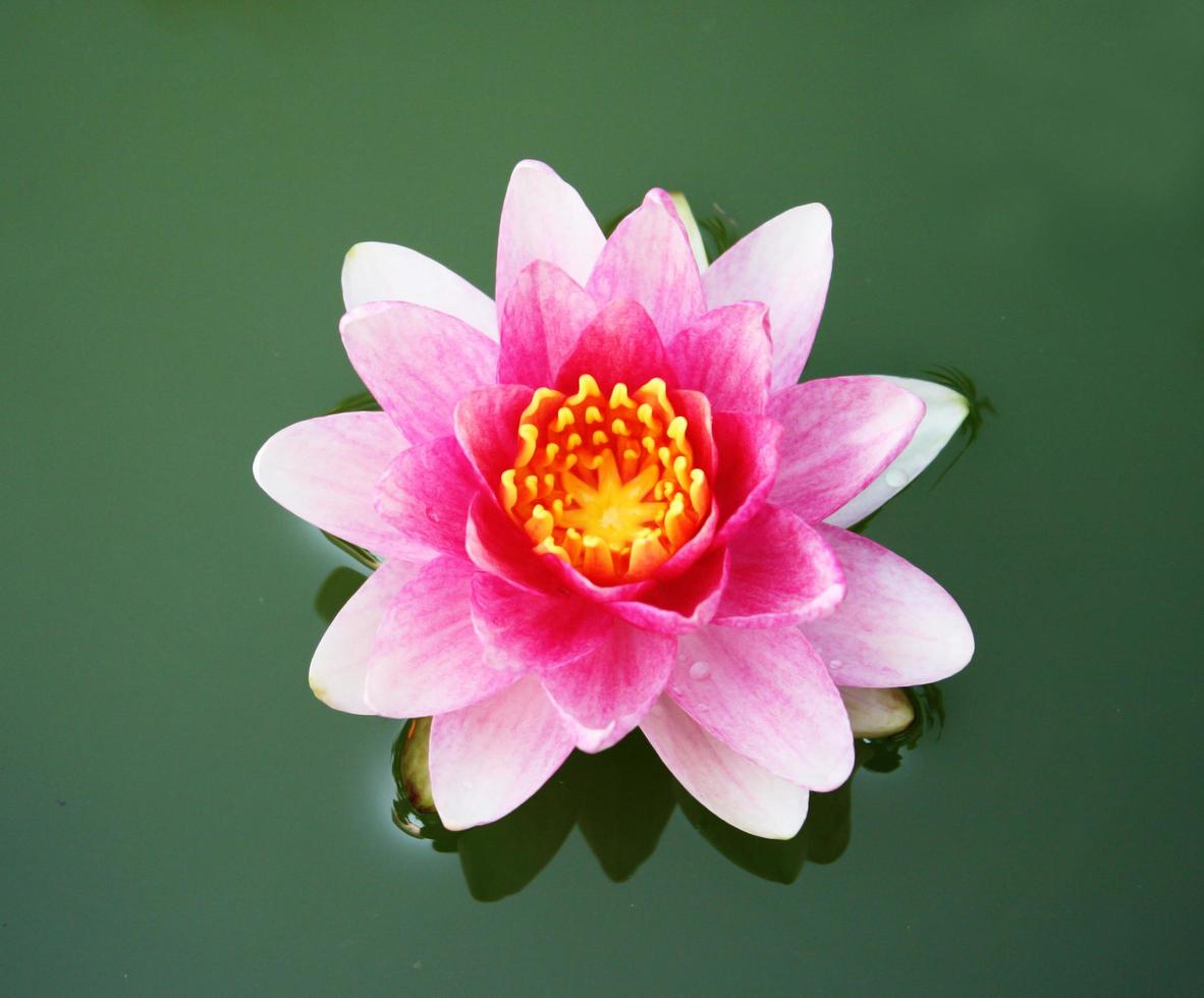 rosa lotus i vatten foto