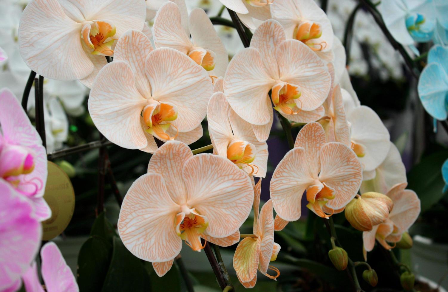 gula och vita orkidéer foto