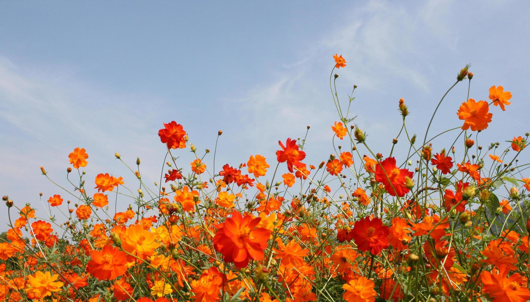 fält med orange blommor och blå himmel foto