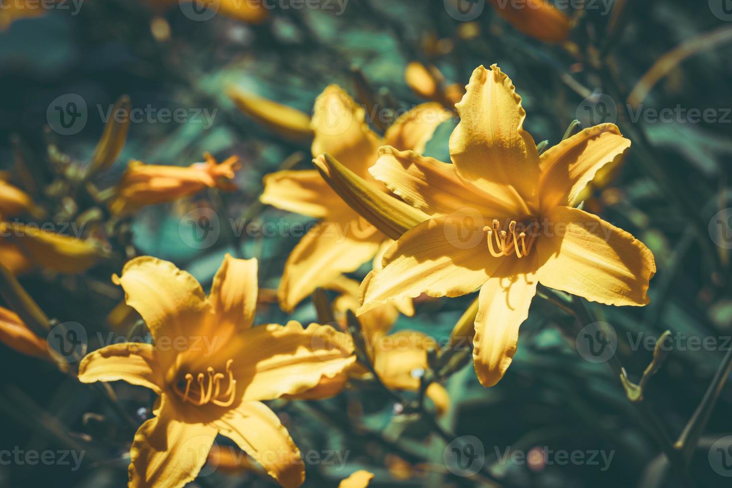 gula blommor och knoppar av daglilja foto