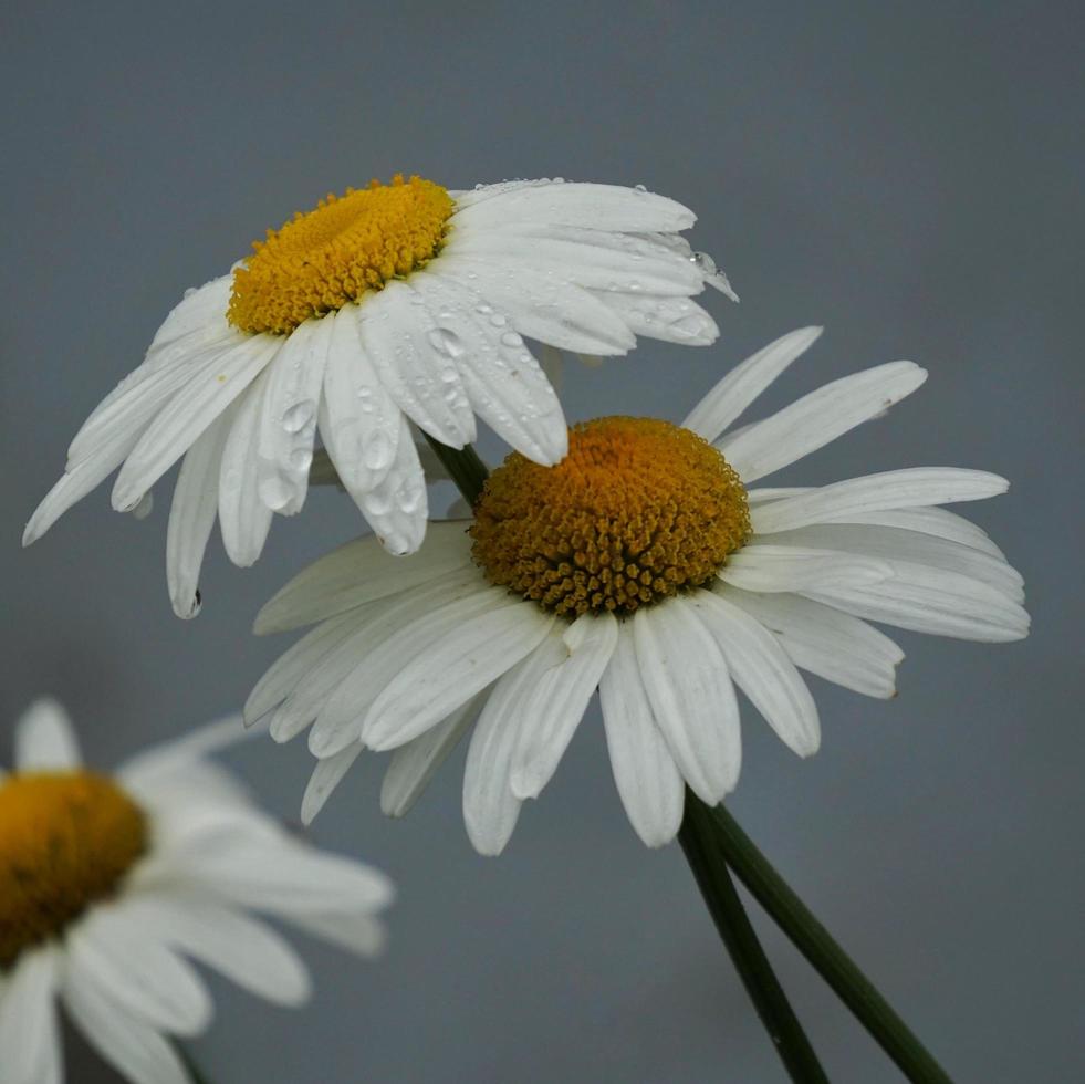 vit tusensköna blomma i trädgården foto