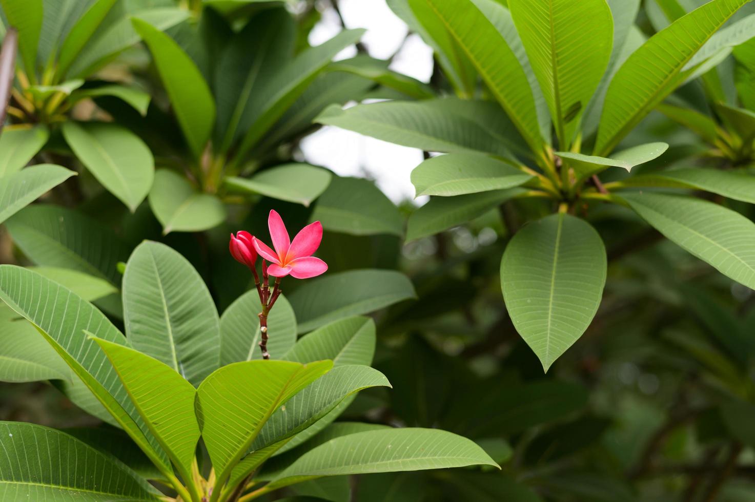 en rosa blomma foto