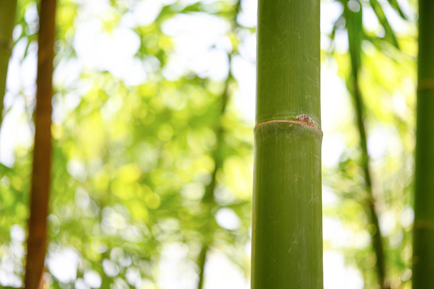 bambu gren i skogen agianst vacker grön natur bakgrund foto